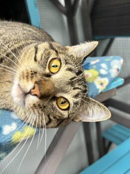 Engine -  Tabby Cat for Adoption in Grand Rapids, Michigan - Engine | PetCurious