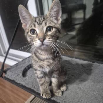 Haere -  Domestic Short Hair Cat for Adoption in Walled Lake, Michigan - Haere | PetCurious