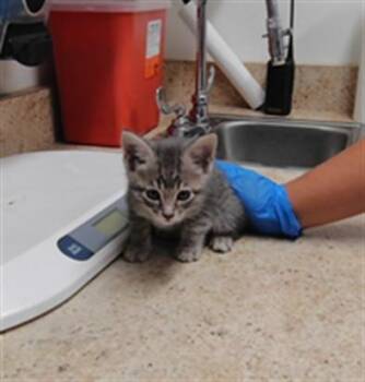 COACH -  Domestic Short Hair Cat for Adoption in Albuquerque, New Mexico - COACH | PetCurious