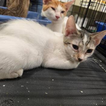 Marcy -  Domestic Short Hair and Manx Cat for Adoption in Melrose, Florida - Marcy | PetCurious