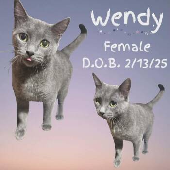 Domestic Short Hair Cats Available for Adoption - Wendy | PetCurious