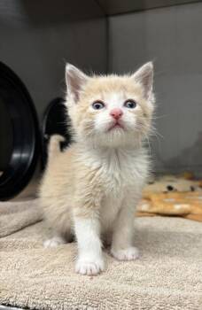 Domestic Short Hair Cats Available for Adoption - Zak | PetCurious