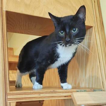 Page -  Domestic Short Hair Cat for Adoption in Bentonville, Arkansas - Page | PetCurious