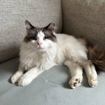 Harold -  Ragdoll Cat for Adoption - Harold | PetCurious