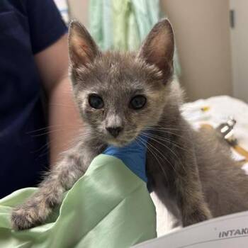 Onion Ring -  Domestic Short Hair Cat for Adoption in Tempe, Arizona - Onion Ring | PetCurious