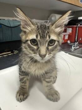 Bert -  Domestic Medium Hair and Domestic Short Hair Cat for Adoption in Missoula, Montana - Bert | PetCurious