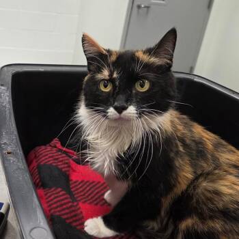 Domestic Short Hair Cats Available for Adoption - Cassie | PetCurious
