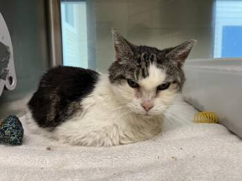 Cupcake -  Domestic Short Hair Cat for Adoption in Stratham, New Hampshire - Cupcake | PetCurious