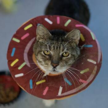 Domestic Short Hair Cats Available for Adoption in Lakewood, Colorado - Hubert | PetCurious