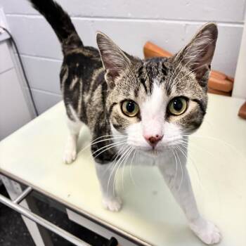 Filbert -  Domestic Short Hair Cat for Adoption in Chicago, Illinois - Filbert | PetCurious
