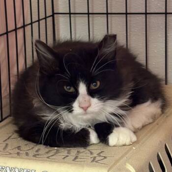 Rescue Domestic Medium Hair Cats for Adoption in Rifle, Colorado - Fester | PetCurious