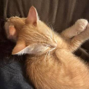 Papaya (Nala) -  Domestic Short Hair Cat for Adoption in Cumming, Georgia - Papaya (Nala) | PetCurious