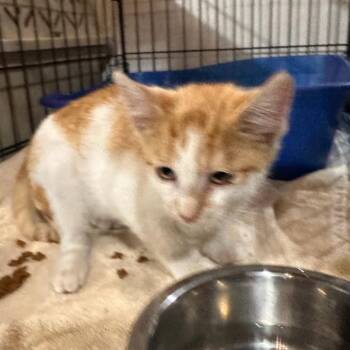 Sully -  Domestic Short Hair Cat for Adoption in Rochester, Minnesota - Sully | PetCurious