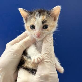 Winnie Pearl -  Domestic Short Hair Cat for Adoption in Lakewood, California - Winnie Pearl | PetCurious
