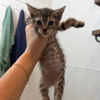 Noah -  Domestic Short Hair Cat for Adoption in Houston, Texas - Noah | PetCurious