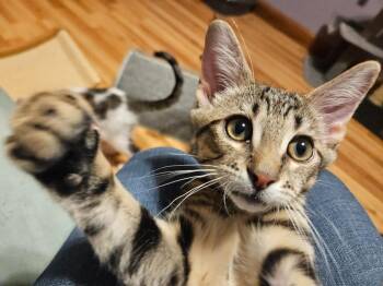 Domestic Short Hair Cats Available for Adoption - Ford | PetCurious