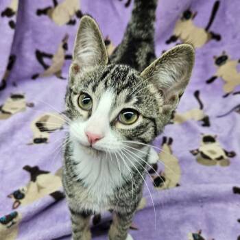 Domestic Short Hair Cats Available for Adoption in Antioch, Illinois - Sushi | PetCurious