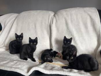 Domestic Medium Hair and Domestic Short Hair Cats Available for Adoption - Andy | PetCurious