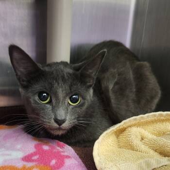 Rescue Domestic Short Hair Cats for Adoption in Fort Wayne, Indiana - Buffy | PetCurious