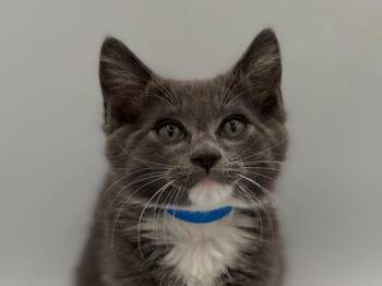 Shaggy Rogers -  Domestic Short Hair Cat for Adoption in Portland, Oregon - Shaggy Rogers | PetCurious