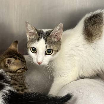 Carey -  Domestic Short Hair Cat for Adoption in West Palm Beach, Florida - Carey | PetCurious