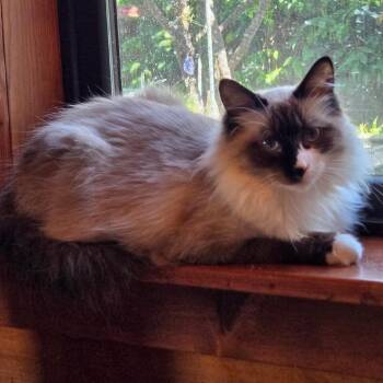 June Bug -  Siamese Cat for Adoption in Tulsa, Oklahoma - June Bug | PetCurious