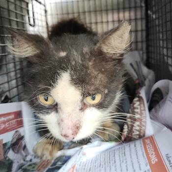 KING ARTHUR -  Domestic Short Hair Cat for Adoption in San Antonio, Texas - KING ARTHUR | PetCurious
