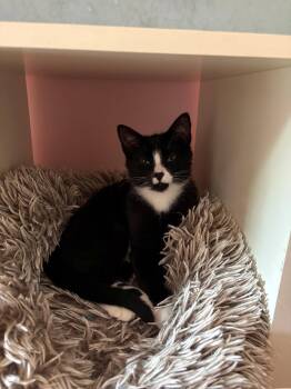 Justin -  Domestic Short Hair Cat Available for Adoption in Montreal, Quebec - Justin | PetCurious