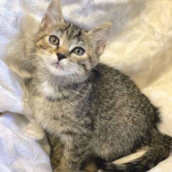 Rescue Domestic Short Hair Cats for Adoption in Decorah, Iowa - Butternut | PetCurious