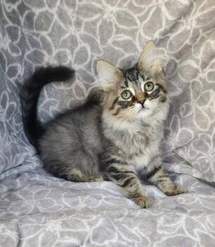 7113 (Shaggy) -  Domestic Long Hair Cat for Adoption in Lake City, Michigan - 7113 (Shaggy) | PetCurious