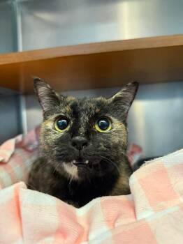 Domestic Short Hair Cats Available for Adoption in Wilmington, North Carolina - Mars | PetCurious