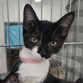 MOOGLE -  Domestic Short Hair Cat for Adoption in Easton, Maryland - MOOGLE | PetCurious