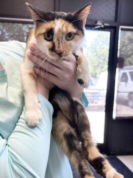 Sophie -  Domestic Short Hair Cat for Adoption in Dyersburg, Tennessee - Sophie | PetCurious