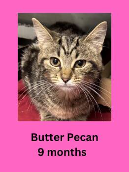 Domestic Short Hair Cats Available for Adoption in Ravenna, Ohio - Butter Pecan | PetCurious