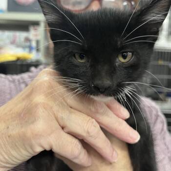 Tux -  Domestic Short Hair Cat for Adoption in Idaho Falls, Idaho - Tux | PetCurious