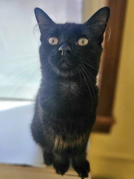 Rescue Domestic Long Hair Cats for Adoption in Greenville, Illinois - Xavier | PetCurious