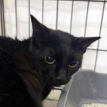 Midnight -  Domestic Short Hair Cat for Adoption in New York, New York - Midnight | PetCurious
