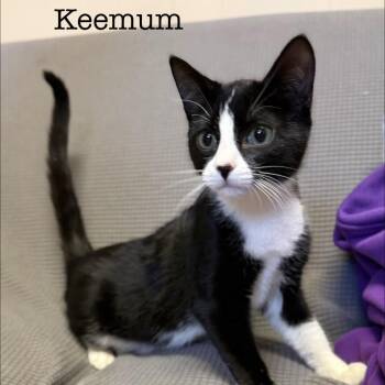 Domestic Short Hair Cats Available for Adoption - Keemum *Meet Me At Eagan Petsmart* | PetCurious