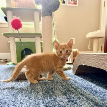 Pecan -  Domestic Short Hair Cat for Adoption in Potomac, Maryland - Pecan | PetCurious