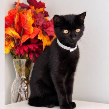 RAVEN -  Domestic Short Hair Cat for Adoption in Syosset, New York - RAVEN | PetCurious