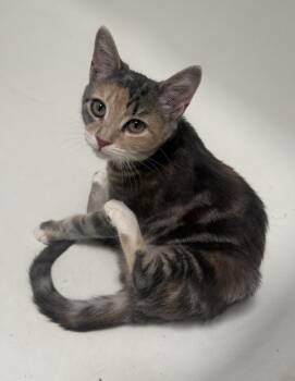Bunny -  Domestic Short Hair Cat for Adoption in Philadelphia, Pennsylvania - Bunny | PetCurious