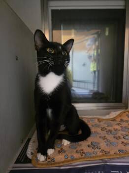 Trixie -  Domestic Short Hair Cat for Adoption in Rowlett, Texas - Trixie | PetCurious