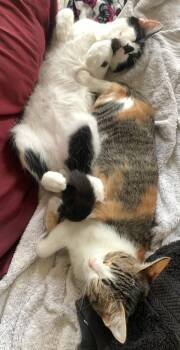Bonded Pair Max & Rose -  Domestic Short Hair and Calico Cat for Adoption in Brampton, Ontario - Bonded Pair Max & Rose | PetCurious
