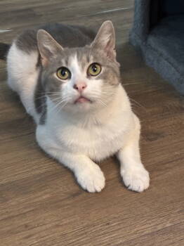 Rescue Domestic Short Hair Cats for Adoption in Cincinnati, Ohio - Bama | PetCurious