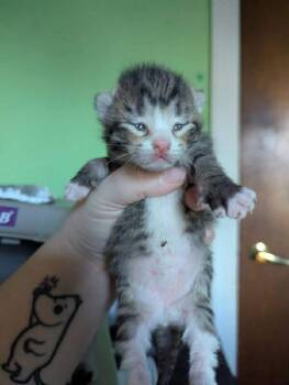George -  Domestic Short Hair Cat for Adoption in Cloquet, Minnesota - George | PetCurious