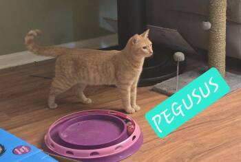 Domestic Short Hair and Tabby Cats Available for Adoption - PEGUSUS | PetCurious