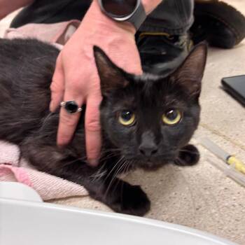 Kiko -  Domestic Short Hair Cat for Adoption in Murray, Utah - Kiko | PetCurious