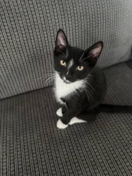 Trumpet -  Domestic Short Hair Cat for Adoption in Bethel Park, Pennsylvania - Trumpet | PetCurious