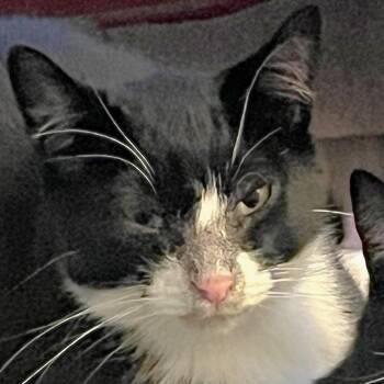 Domestic Short Hair Cats Available for Adoption - Yang | PetCurious