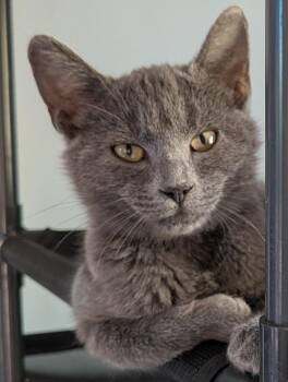 Wrenn and Karn -  Domestic Short Hair Cat for Adoption in Seattle, Washington - Wrenn And Karn | PetCurious